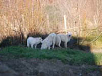 mastino abruzzese